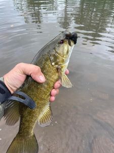 Caught Smallmouth Bass in Penns Creek